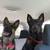 German sherpherd puppies!! 3 thumbnail