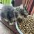 Mouse traps/kittens 2 thumbnail