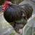 Roosters 🐓 1 thumbnail