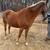 Trail Horse mare 1 thumbnail