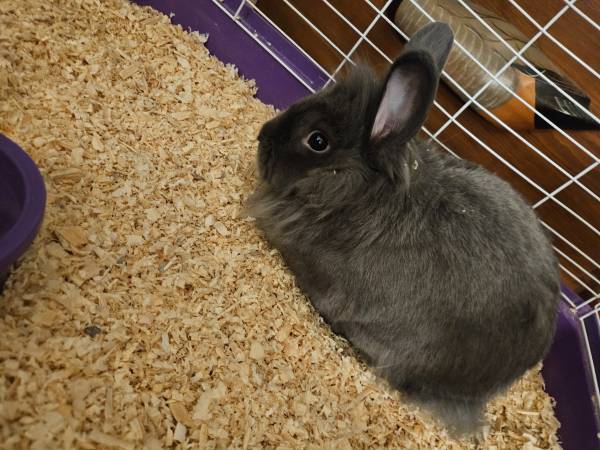 Exotic Lionhead bunny rabbit (Henderson)63677748907011122