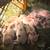 🐷 PUREBRED JULIANA MINI (teacup) PIGS 8 wks. 🐷 1 thumbnail