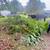 Tree Removal, Tree Cutting,Land Clearing- Virginia Commonwealth Land Management 24 thumbnail
