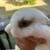Hollandlop bunnies for sale 1 thumbnail