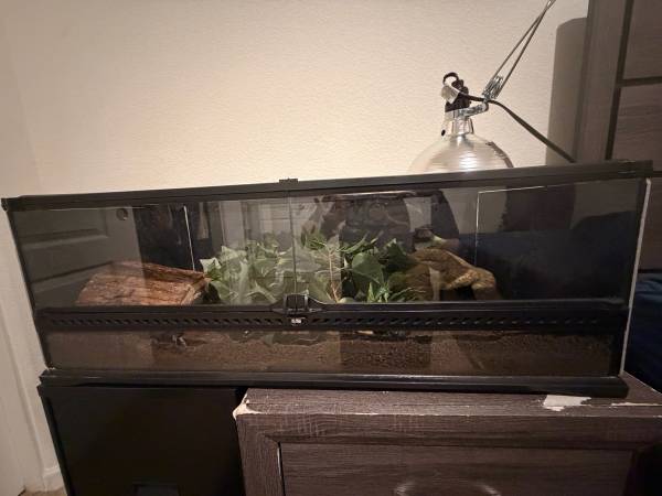 Ball Python with Enclosure (Antioch)