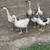 Chinese, embden, pomeranian, and pilgrim geese 1 thumbnail