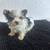Yorkie babies need forever homes 6 thumbnail