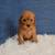 Cavapoos 5 thumbnail