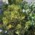 Jade succulent plant all size 4 thumbnail