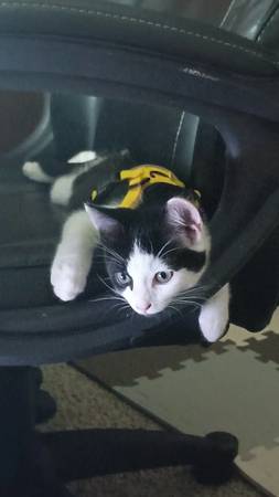 Rehoming 3 Month Old Kitten63697509230339121