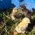 Chicks 4 thumbnail