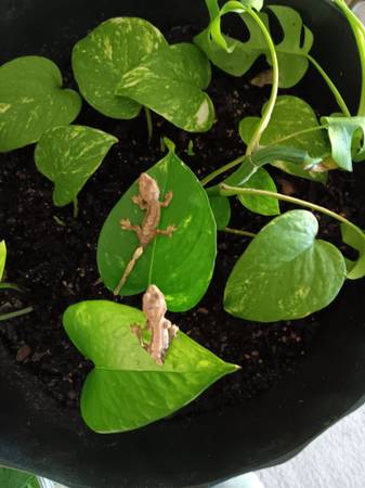 Lily white crested geckos (Mosheim)63673405983873123