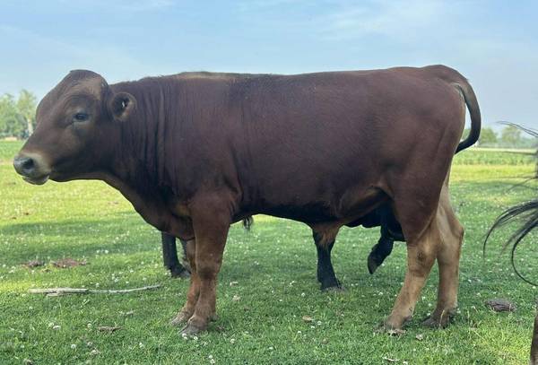 Love Potion #9 - Red Polled Dexter Bull AI Straws - Tenderness Level 9 1