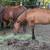 Filly 4 thumbnail
