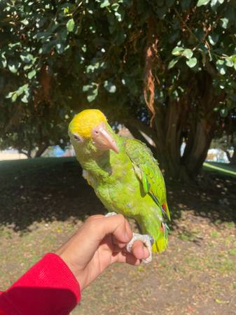 Double Yellow Head Amazon (San Diego)64297350697986121