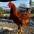 Roosters 5 thumbnail