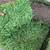 Clems grass yard 11 thumbnail
