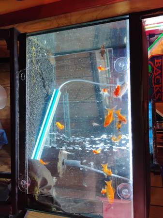 2 Chicks in a yard ....SELL!!!! 1