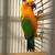 Conure ( Junday ) 4 thumbnail
