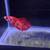 Male betta fish 4 thumbnail