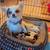 Tiny chihuahuas for sale ❤️ 2 thumbnail