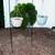 PLANT POT HOLDER Shepards Hooks LOT Metal Lawn Garden Shepard Hook 1 thumbnail
