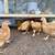 Laying Hens, Chicks, Hatching Eggs, Brooder Box 4 thumbnail