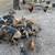 Kune kune piglets 6 thumbnail