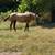 Red dun roan gelding 13 thumbnail