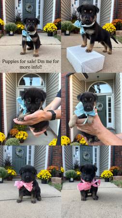 German Shepherds (Matthews)63927657752707120