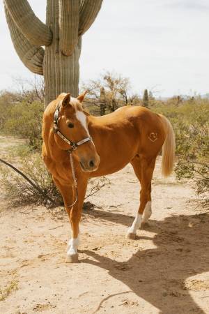 Trade RV Space for Farrier Work 1