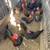 Kikirikis chicken 7 thumbnail
