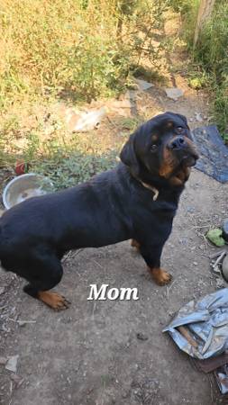 Akc German rottweiler pups63739476357633121