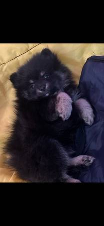 Pom puppy 1