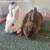 Mini rex bunnies! 1 thumbnail