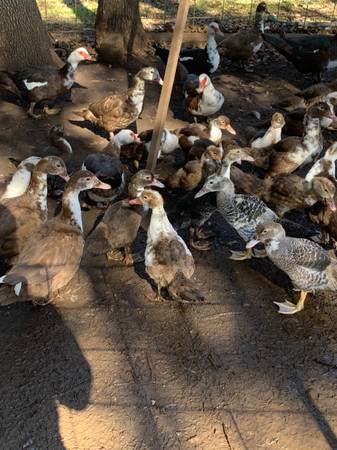 Muscovy ducks 1