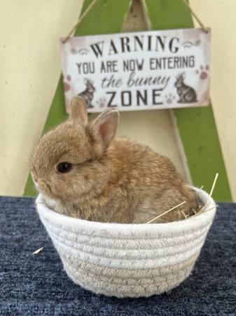 Netherland Dwarf Rabbits 1