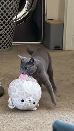 Meet Benny… sweet cat (Logan Heights)63894715894659122