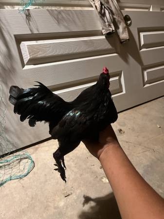 2 mini rooster 1