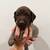 German shorthair pointer 5 thumbnail