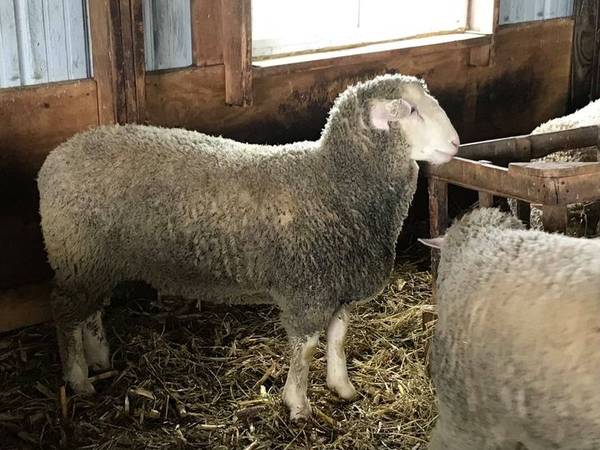 Purebred Poly Pay Ram 1