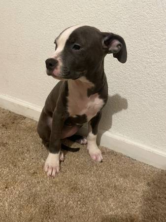 blue nose pit (manteca)63469793568001122