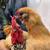 Lovely adorable naked bantam neck hen Japanese hen 11 thumbnail