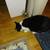 Female Sylvester cat needs a permanent home 2 thumbnail
