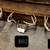 Moose shed antler deer skull bull rack european mount taxidermy 12 thumbnail