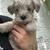 Rehoming Miniature Shcnauzers 6 thumbnail