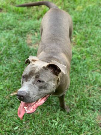 Adopt a pitbull (Petal)63611950739331124