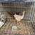 3 months old roosters for sale 4 thumbnail
