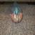 Vintage Wooden Hand Carved/Painted Duck Decoy 3 thumbnail