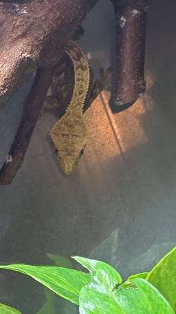 Crested gecko! (Harford county)